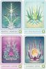 Herbal Healing Deck
