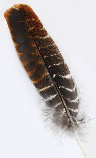 Turkey Wing Feather Short